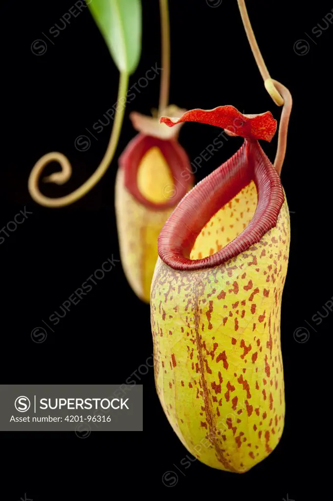 Pitcher Plant (Nepenthes aristolochioides) and Pitcher Plant (Nepenthes ventricosa) hybrids, Lindulla, Sri Lanka
