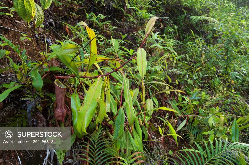 Miraculous Distilling Plant (Nepenthes distillatoria) cluster, Sinharaja Forest Reserve, Sri Lanka