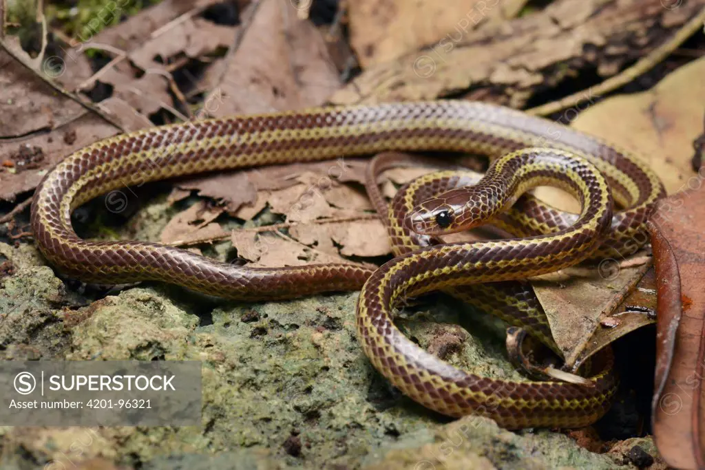 Colubrid Snake (Dryocalamus tristrigatus), Bau, Sarawak, Borneo, Malaysia