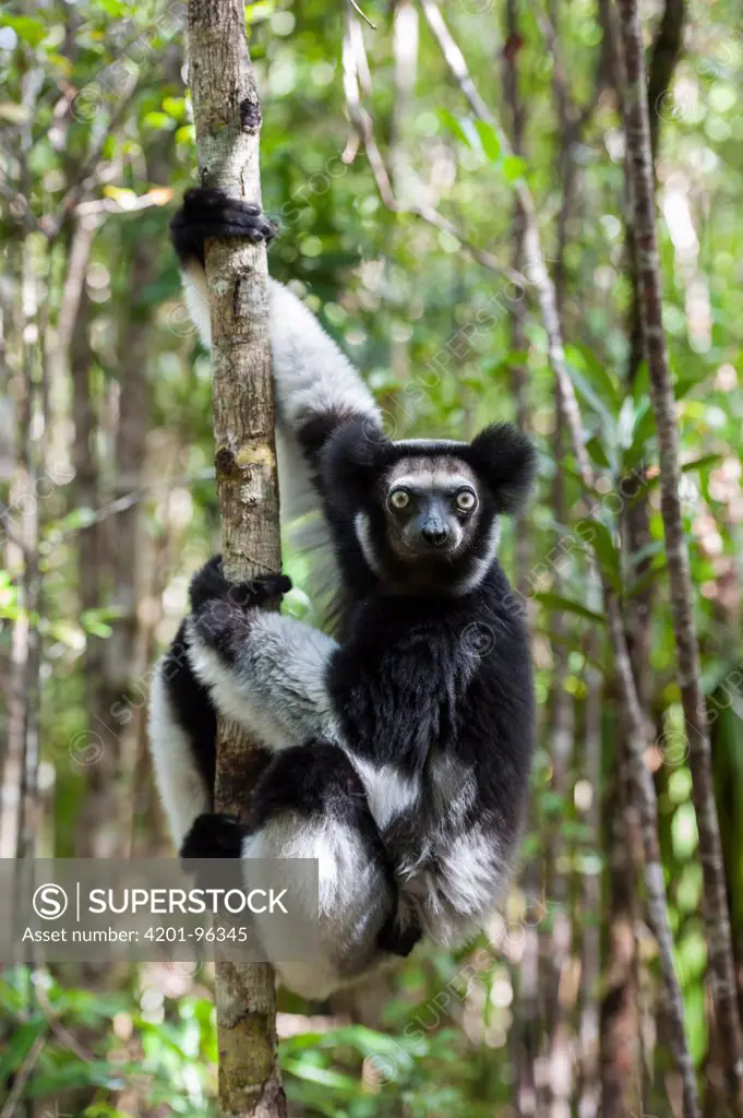 Indri (Indri indri) in tree, eastern Madagascar