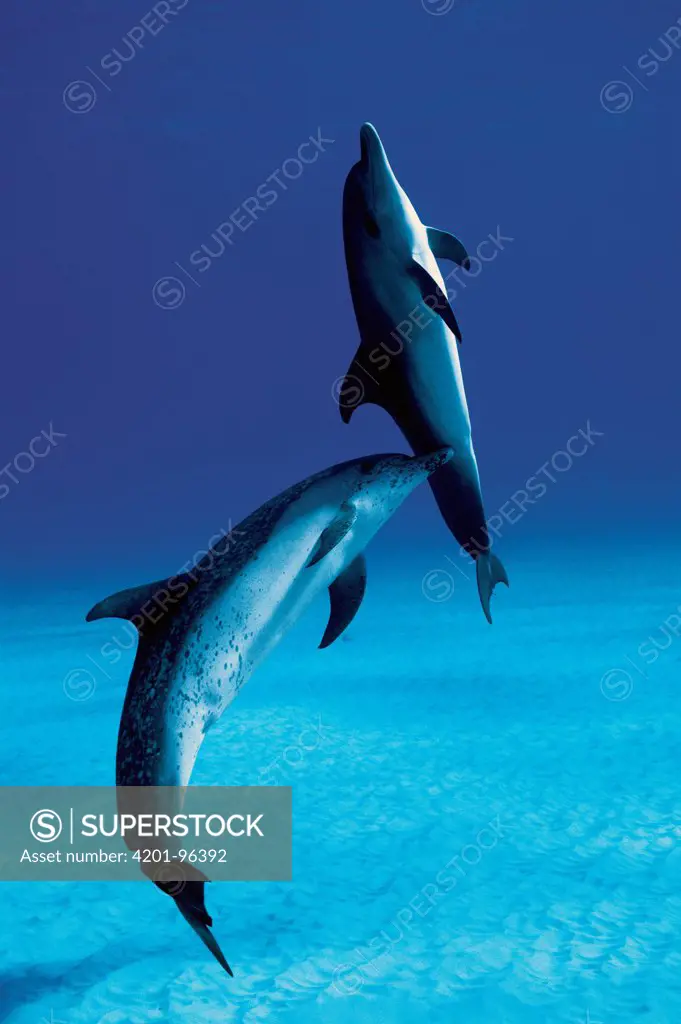 Atlantic Spotted Dolphin (Stenella frontalis) mother and calf, Bahamas, Caribbean
