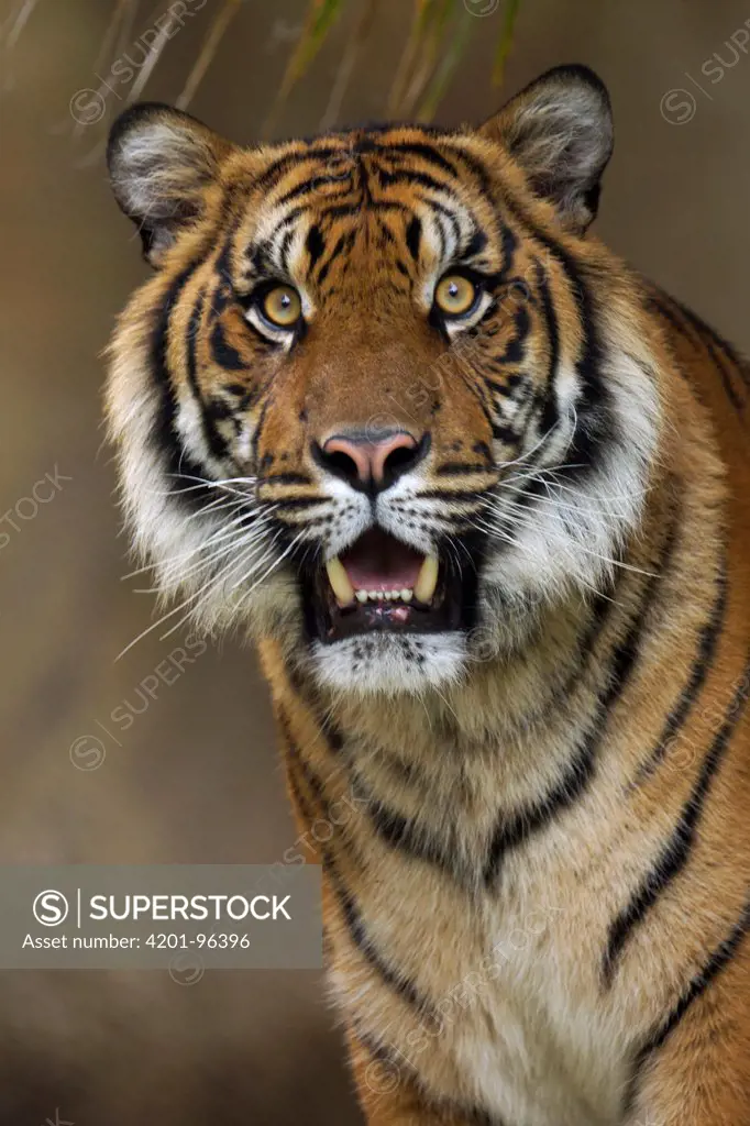 Sumatran Tiger (Panthera tigris sumatrae), native to Sumatra