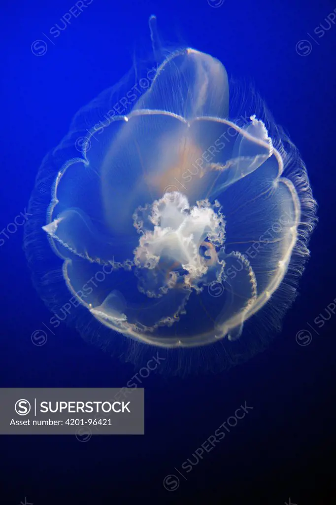 Moon Jelly (Aurelia aurita) in aquarium, distributed worldwide