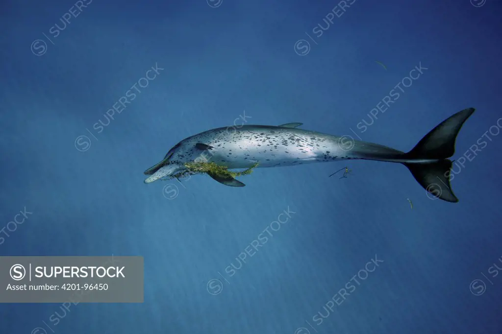 Atlantic Spotted Dolphin (Stenella frontalis) playing with kelp, Bahamas, Caribbean