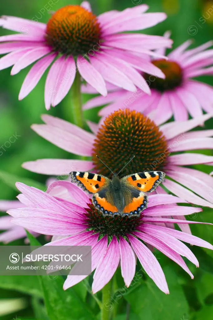 Small Tortoiseshell (Aglais urticae) butterfly feeding on Susan (Rudbeckia sp) flower nectar, Lower Saxony, Germany
