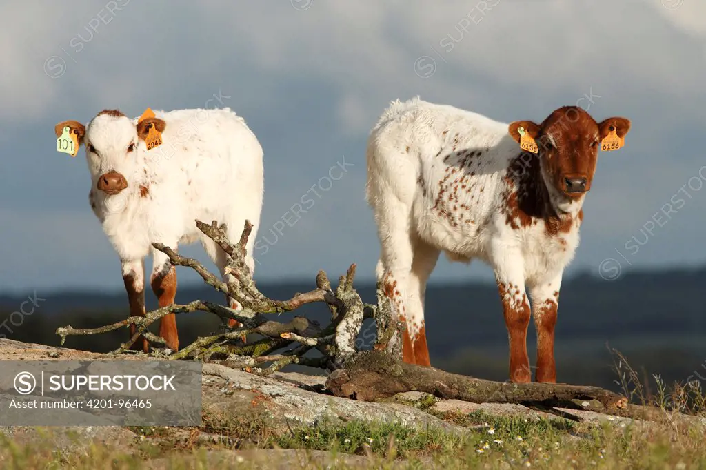 Ayrshire Cattle (Bos taurus) calves with ear tags, Alentejo, Portugal