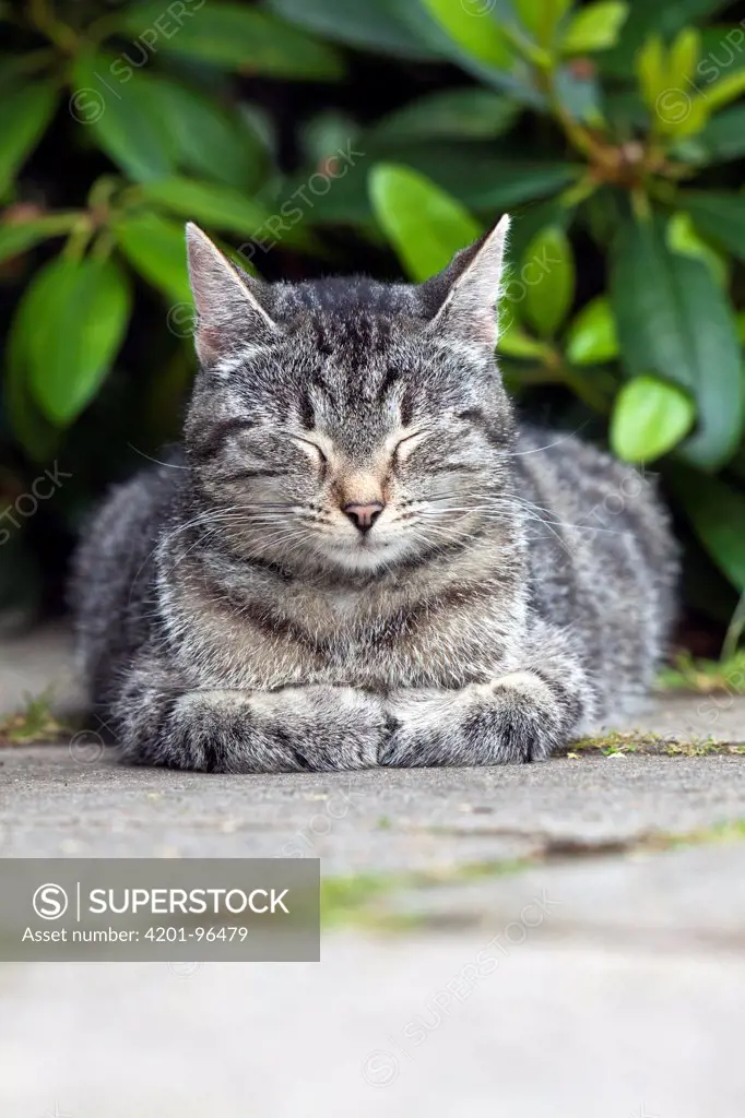 Domestic Cat (Felis catus) female Tabby sleeping in garden, Lower Saxony, Germany