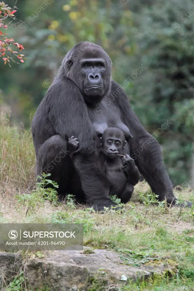 Western Lowland Gorilla (Gorilla gorilla gorilla) mother and young, Arnhem, Netherlands