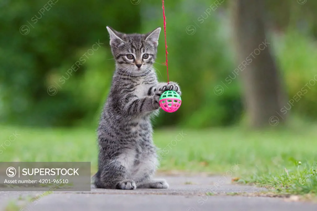 Domestic Cat (Felis catus), Tabby kitten playing with plastic ball on string, Lower Saxony, Germany