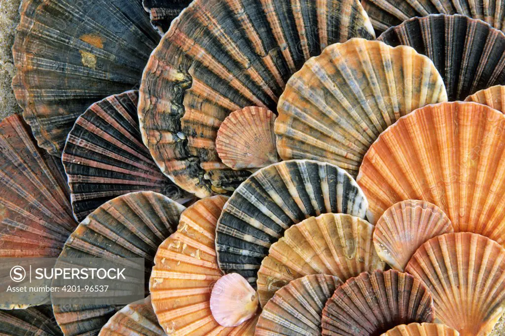 St James Scallop (Pecten jacobaeus) shells, Donana National Park, Andalucia, Spain. Sequence 1 of 2