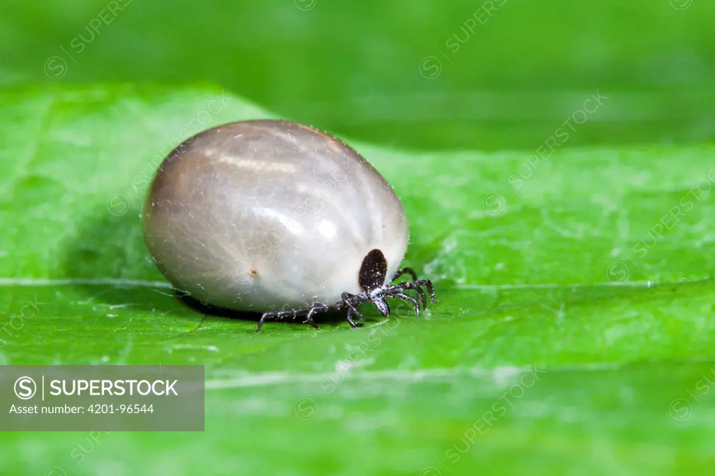 Sheep Tick (Ixodes ricinus) female engorged with blood, Lower Saxony, Germany