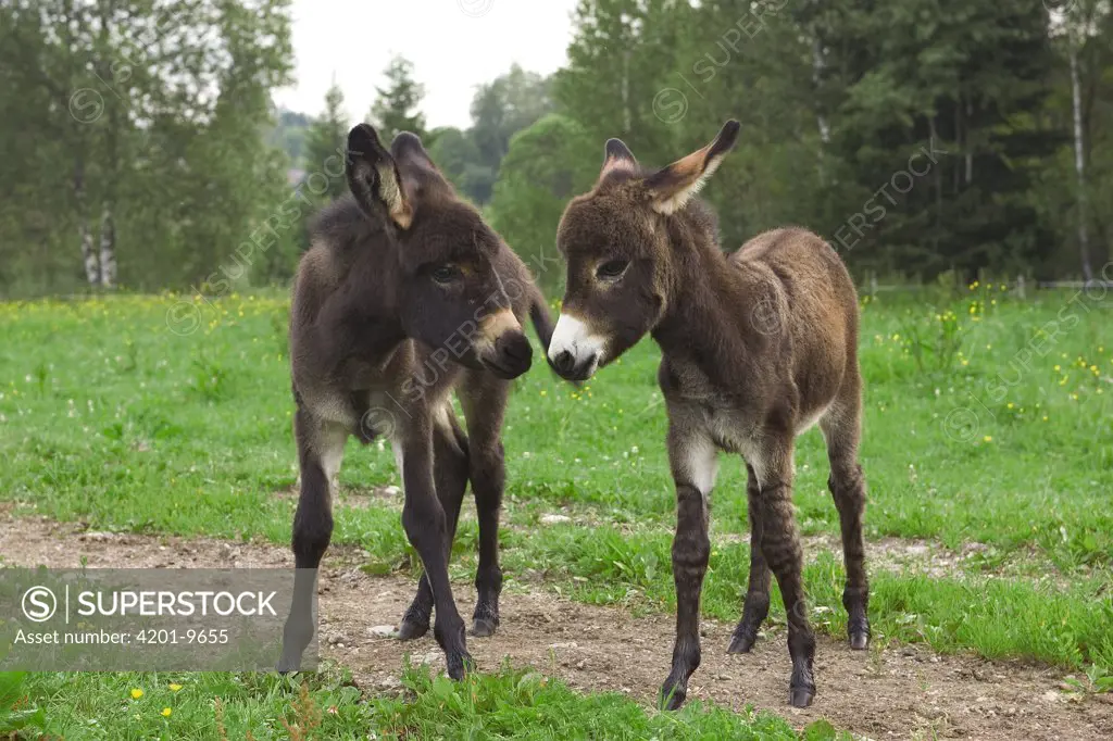 Donkey (Equus asinus) two foals communicating, Bavaria, Germany