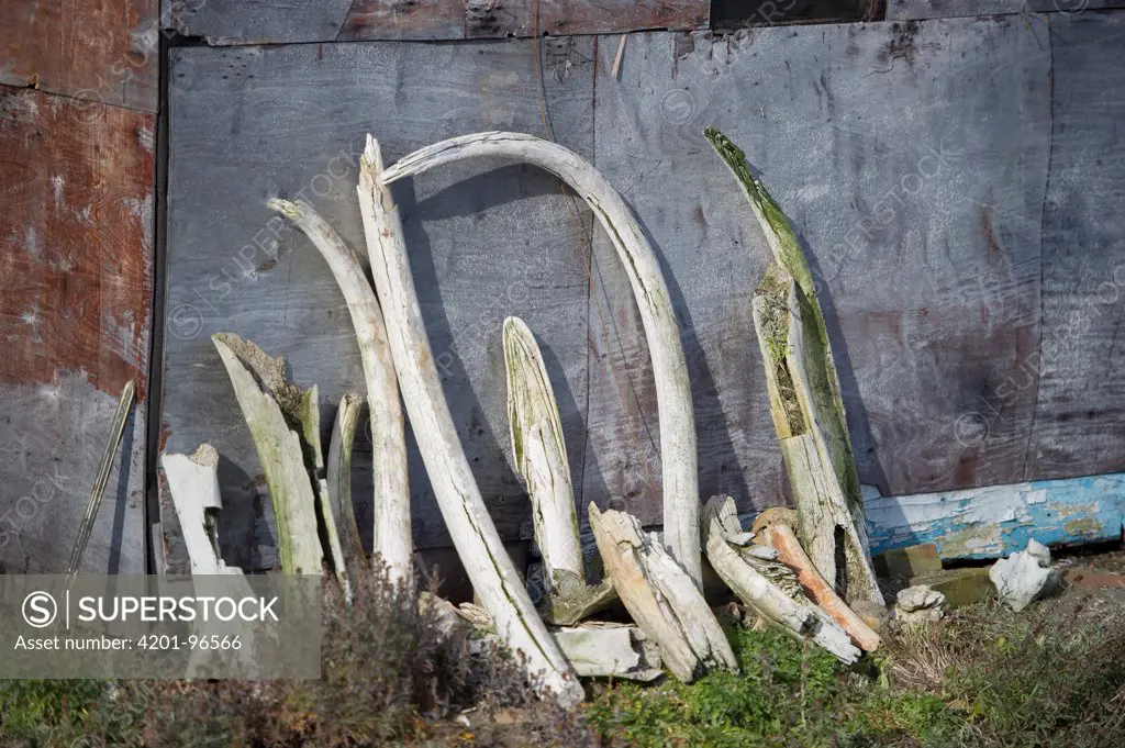 Woolly Mammoth (Mammuthus primigenius) tusks leaning against building, Wrangel Island, Russia