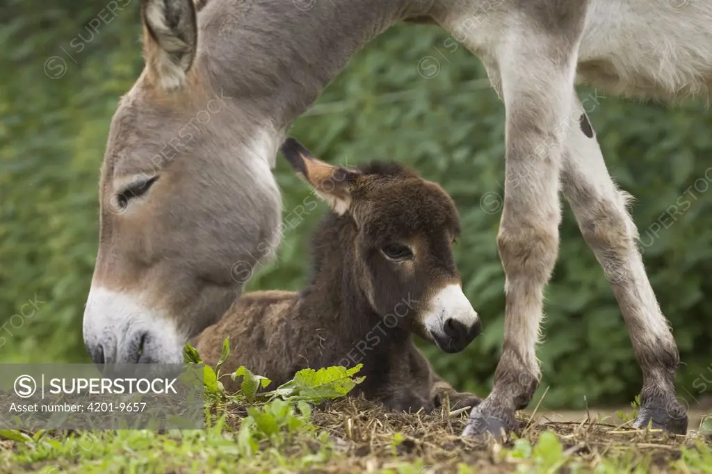 Donkey (Equus asinus) adult with foal, Bavaria, Germany