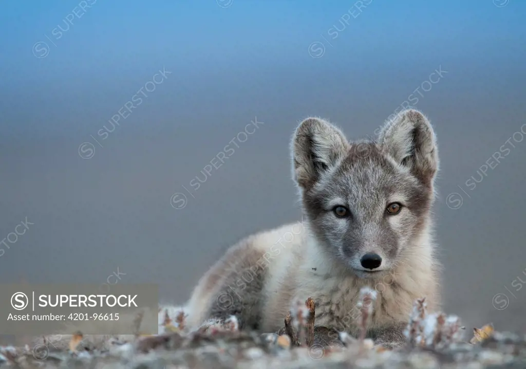 Arctic Fox (Alopex lagopus), Wrangel Island, Russia