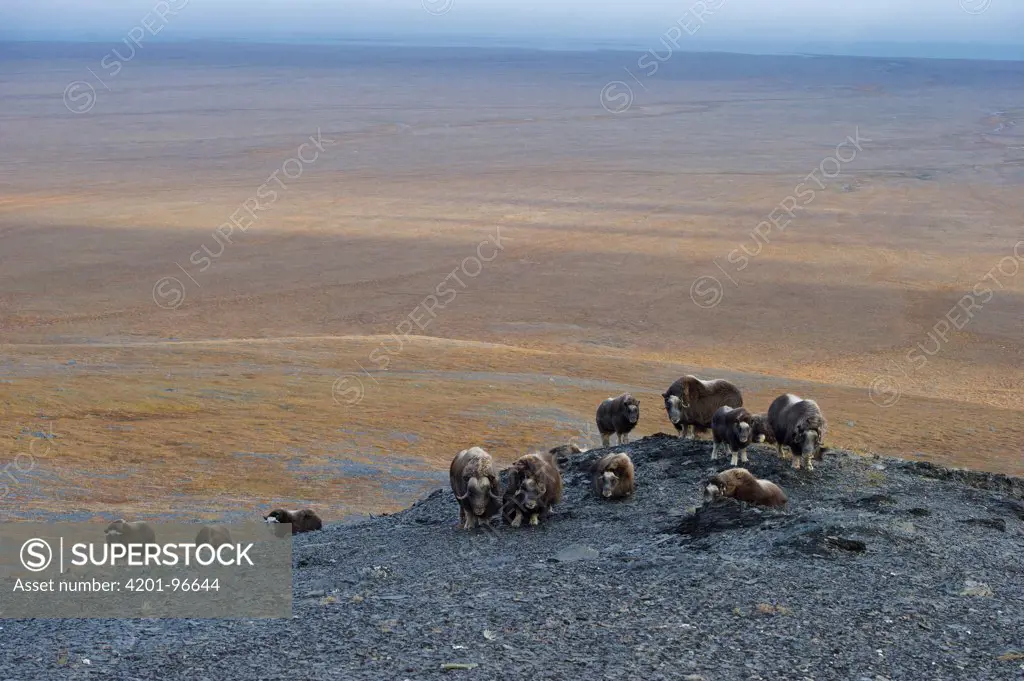 Muskox (Ovibos moschatus) herd on tundra, Wrangel Island, Russia
