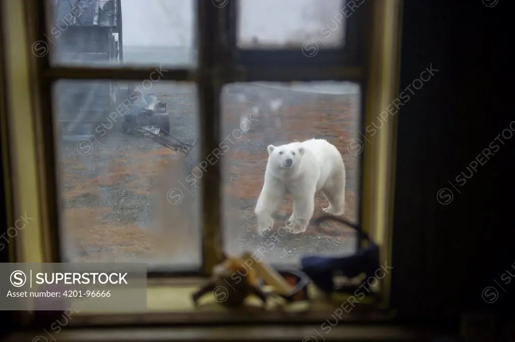 Polar Bear (Ursus maritimus) seen through window, Wrangel Island, Russia
