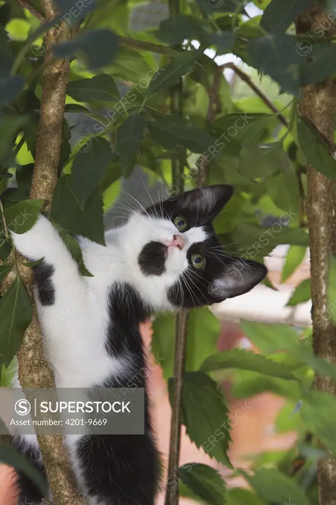 Domestic Cat (Felis catus) adult, climbing tree, Europe