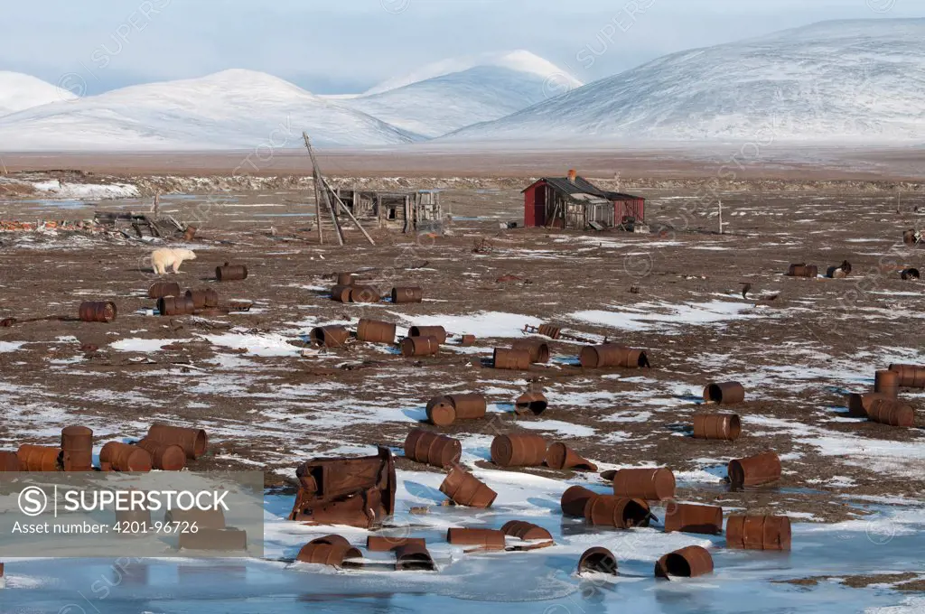 Polar Bear (Ursus maritimus) near buildings and abandoned rusting barrels, Wrangel Island, Russia