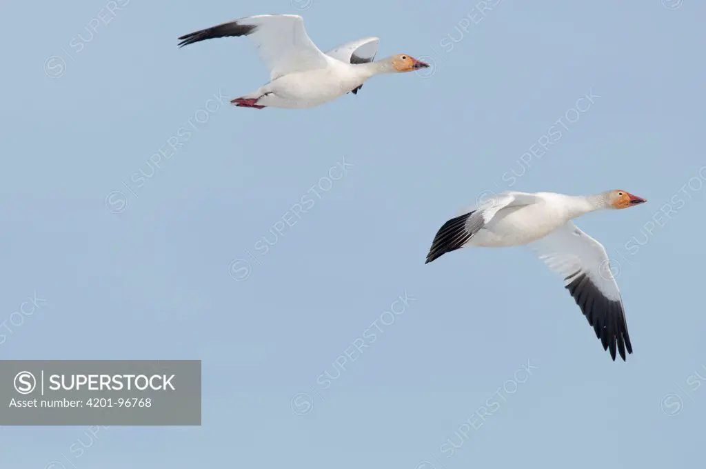 Snow Goose (Chen caerulescens) pair flying, Wrangel Island, Russia