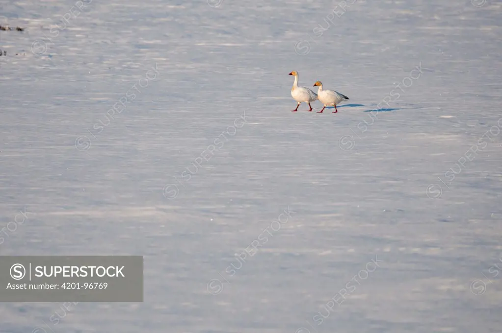 Snow Goose (Chen caerulescens) pair in snow-covered tundra, Wrangel Island, Russia