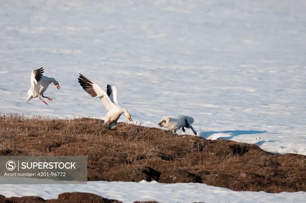 Arctic Fox (Alopex lagopus) chasing Snow Goose (Chen caerulesens) pair off their nest, Wrangel Island, Russia. Sequence 1 of 4
