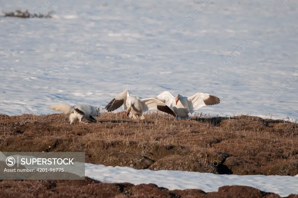 Arctic Fox (Alopex lagopus) chasing Snow Goose (Chen caerulesens) pair off their nest, Wrangel Island, Russia. Sequence 4 of 4