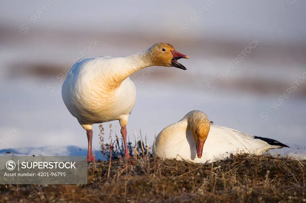 Snow Goose (Chen caerulescens) pair courting, Wrangel Island, Russia. Sequence 2 of 4