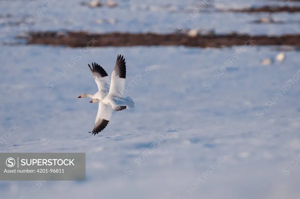 Snow Goose (Chen caerulescens) pair flying over snow, Wrangel Island, Russia