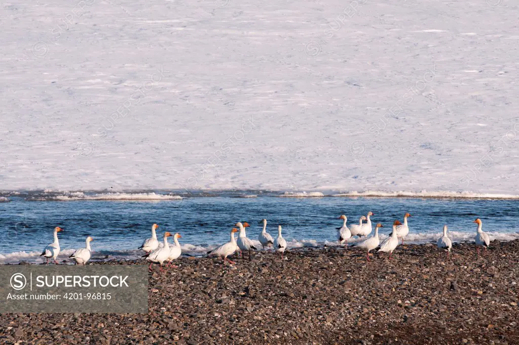 Snow Goose (Chen caerulescens) flock on tundra, Wrangel Island, Russia
