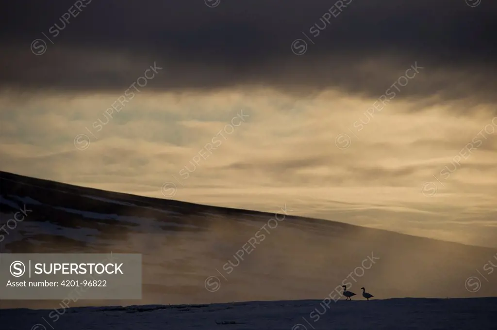 Snow Goose (Chen caerulescens) pair in mist at the foot of a hill, Wrangel Island, Russia