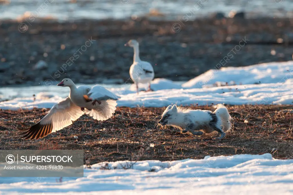Arctic Fox (Alopex lagopus) chasing a Snow Goose (Chen caerulesens) off its nest, Wrangel Island, Russia