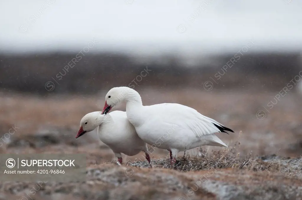 Snow Goose (Chen caerulescens) pair courting, Wrangel Island, Russia