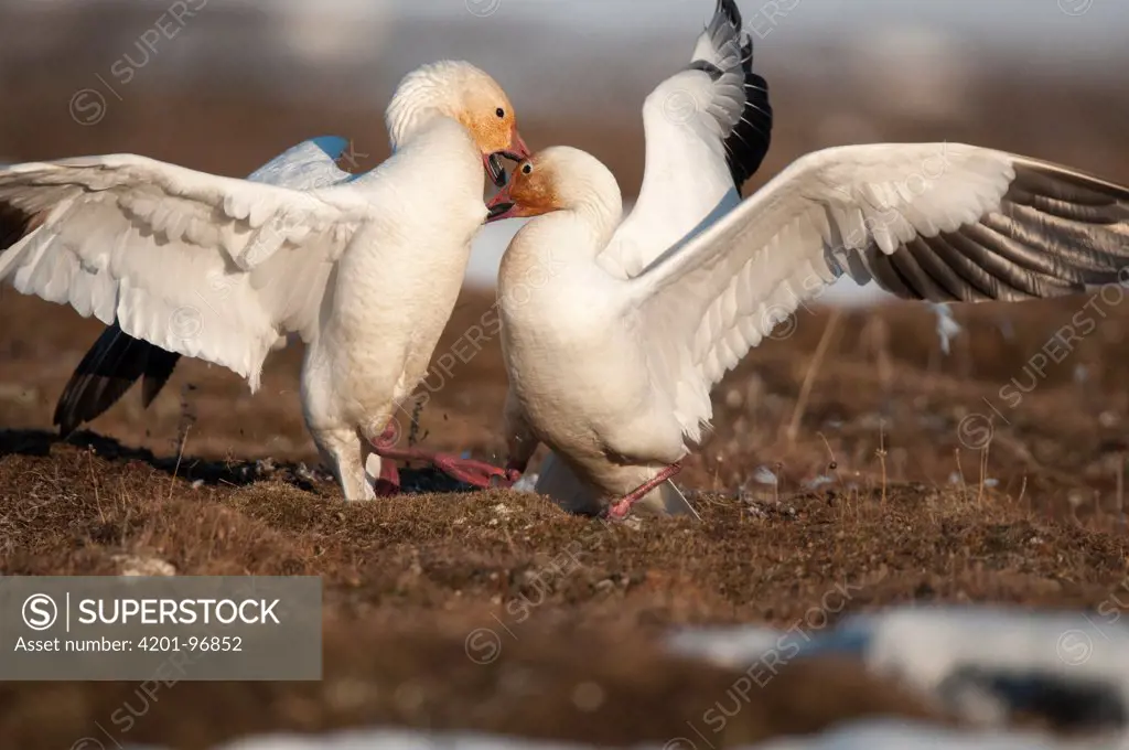 Snow Goose (Chen caerulescens) pair fighting, Wrangel Island, Russia. Sequence 1 of 2