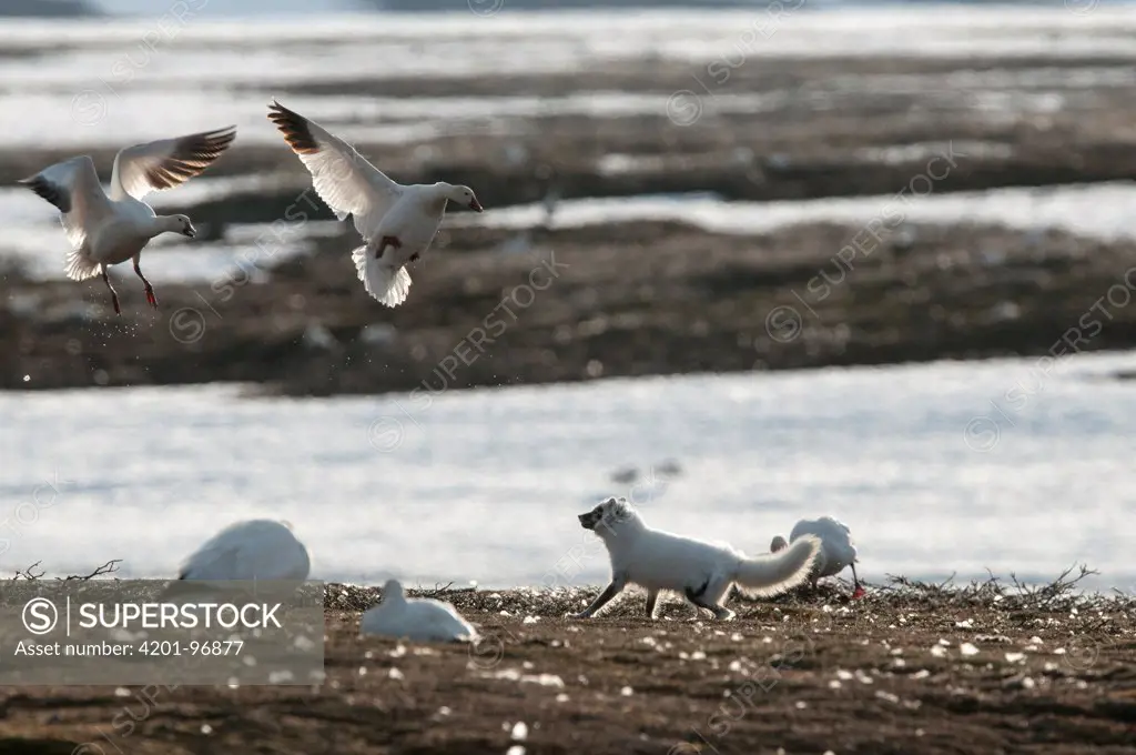 Snow Goose (Chen caerulescens) pair flying above an intruding Arctic Fox (Alopex lagopus), Wrangel Island, Russia