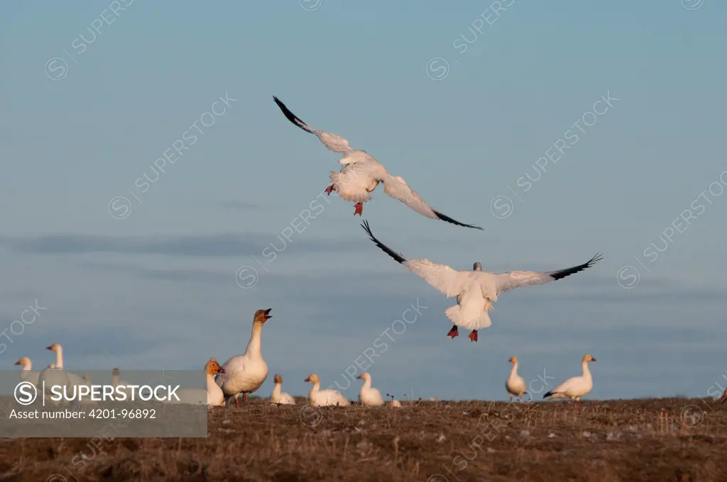 Snow Goose (Chen caerulescens) pair landing near nesting colony, Wrangel Island, Russia