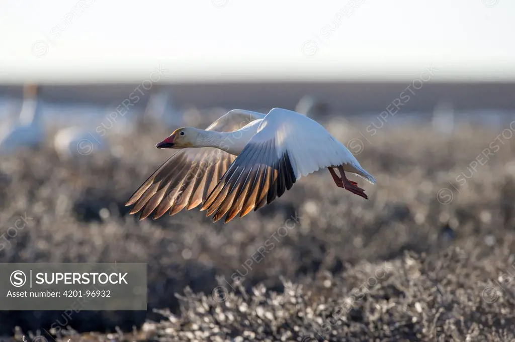 Snow Goose (Chen caerulescens) flying, Wrangel Island, Russia