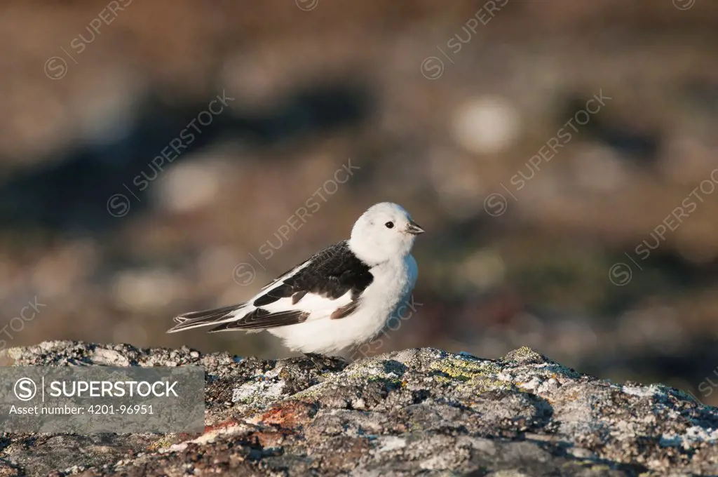 Snow Bunting (Plectrophenax nivalis) male in breeding plumage, Wrangel Island, Russia