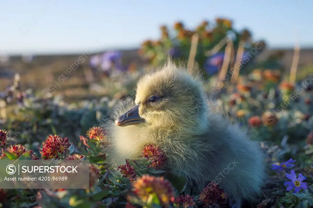 Snow Goose (Chen caerulescens) newly hatched chick, Wrangel Island, Russia