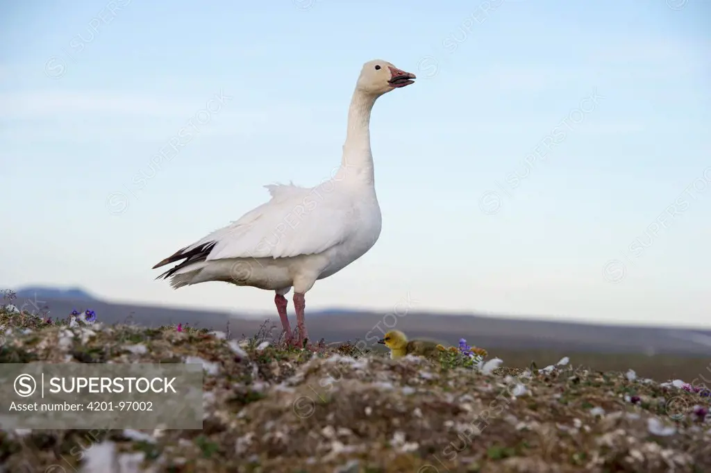 Snow Goose (Chen caerulescens) mother with chick at nest, Wrangel Island, Russia