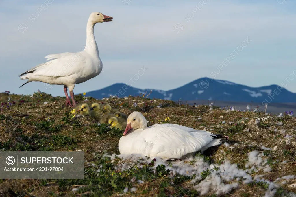 Snow Goose (Chen caerulescens) pair with chick at their nest, Wrangel Island, Russia. Sequence 2 of 7