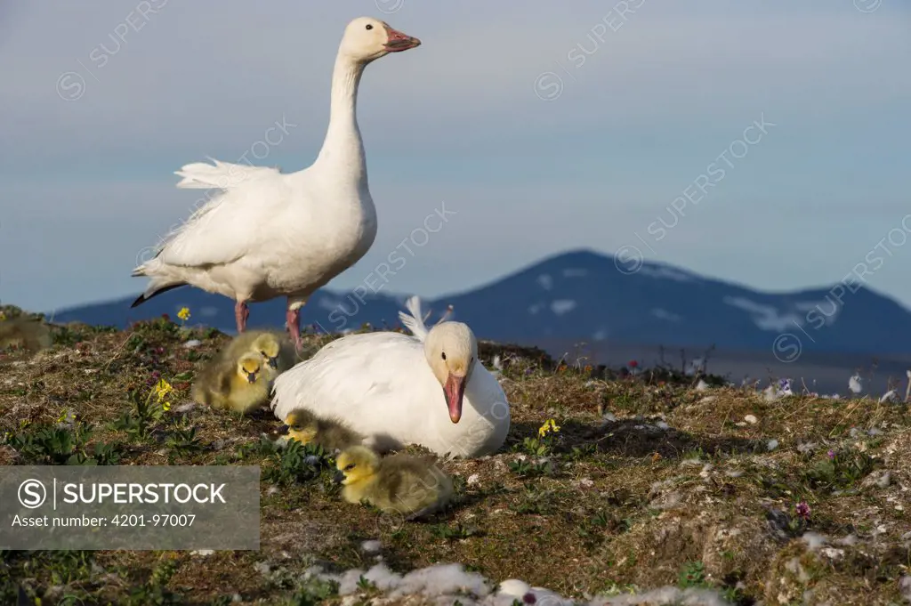 Snow Goose (Chen caerulescens) pair with chick at their nest, Wrangel Island, Russia. Sequence 5 of 7