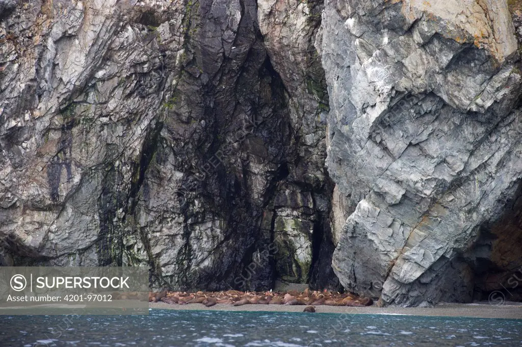 Pacific Walrus (Odobenus rosmarus divergens) large group hauled out on shore below stone cliffs, Wrangel Island, Russia
