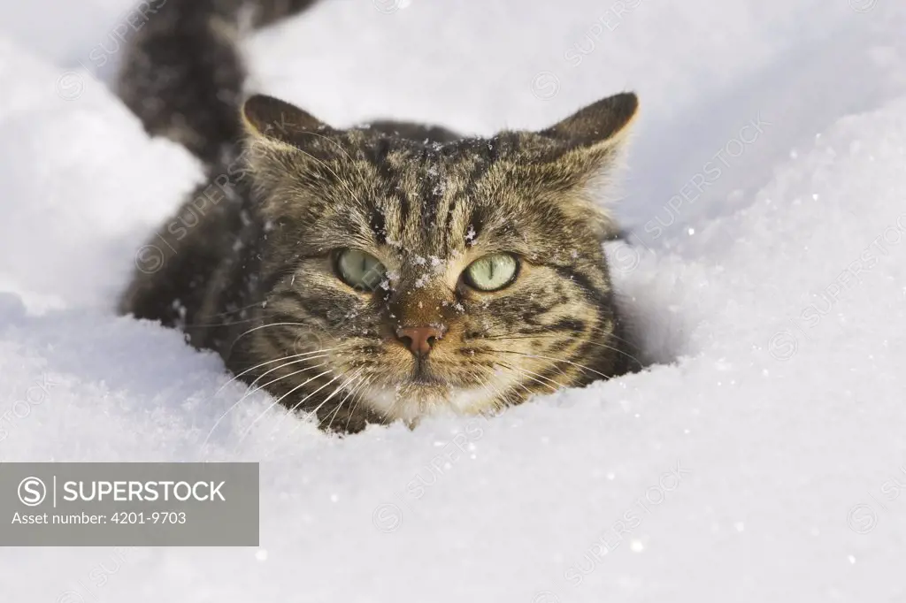 Domestic Cat (Felis catus) in deep snow, Germany; European Shorthair