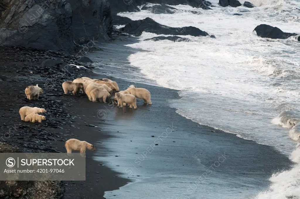 Polar Bear (Ursus maritimus) group feeding on carcass on beach, Wrangel Island, Russia