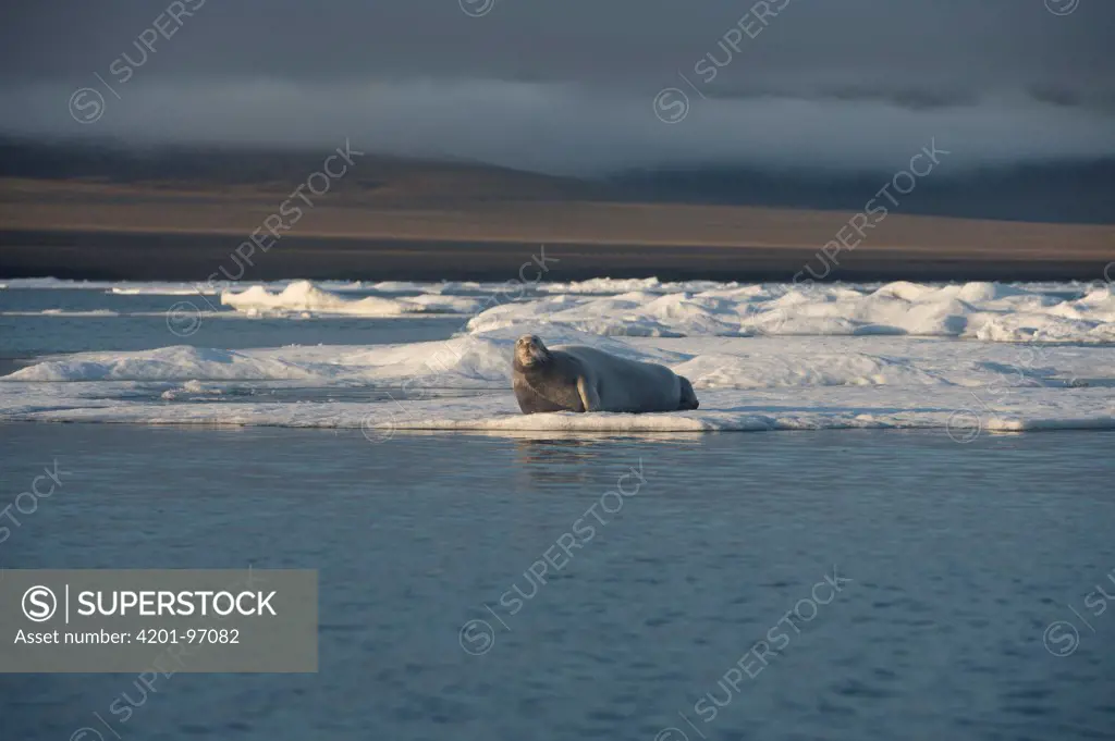 Bearded Seal (Erignathus barbatus) lying on floating ice floe, Wrangel Island, Russia
