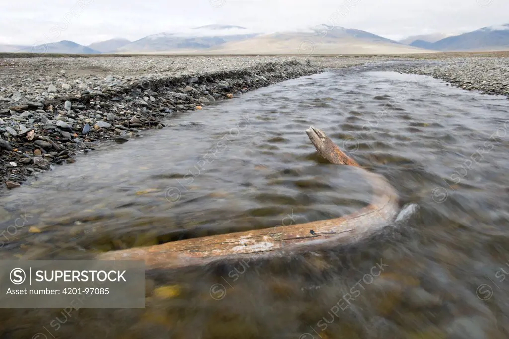 Woolly Mammoth (Mammuthus primigenius) tusk in fast-flowing shallow stream, Wrangel Island, Russia