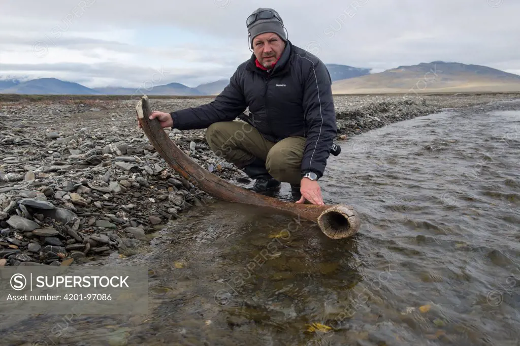 Woolly Mammoth (Mammuthus primigenius) tusk held by Sergey Gorshkov on bank of fast-flowing shallow stream, Wrangel Island, Russia