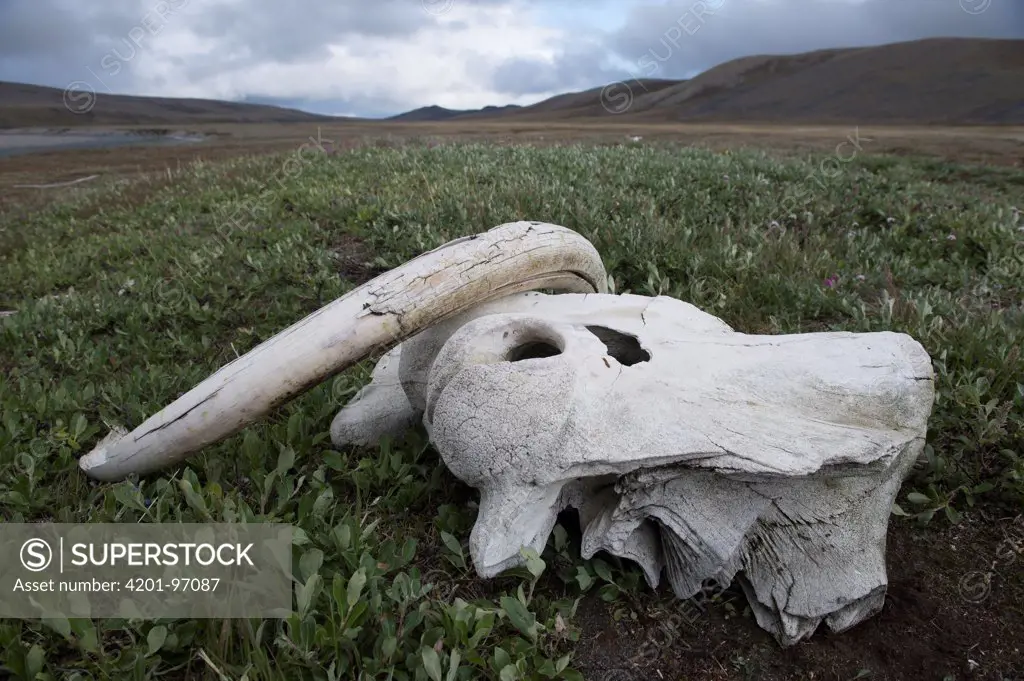 Pacific Walrus (Odobenus rosmarus divergens) skull on tundra, Wrangel Island, Russia