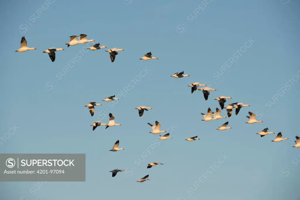 Snow Goose (Chen caerulescens) large flock flying, Wrangel Island, Russia